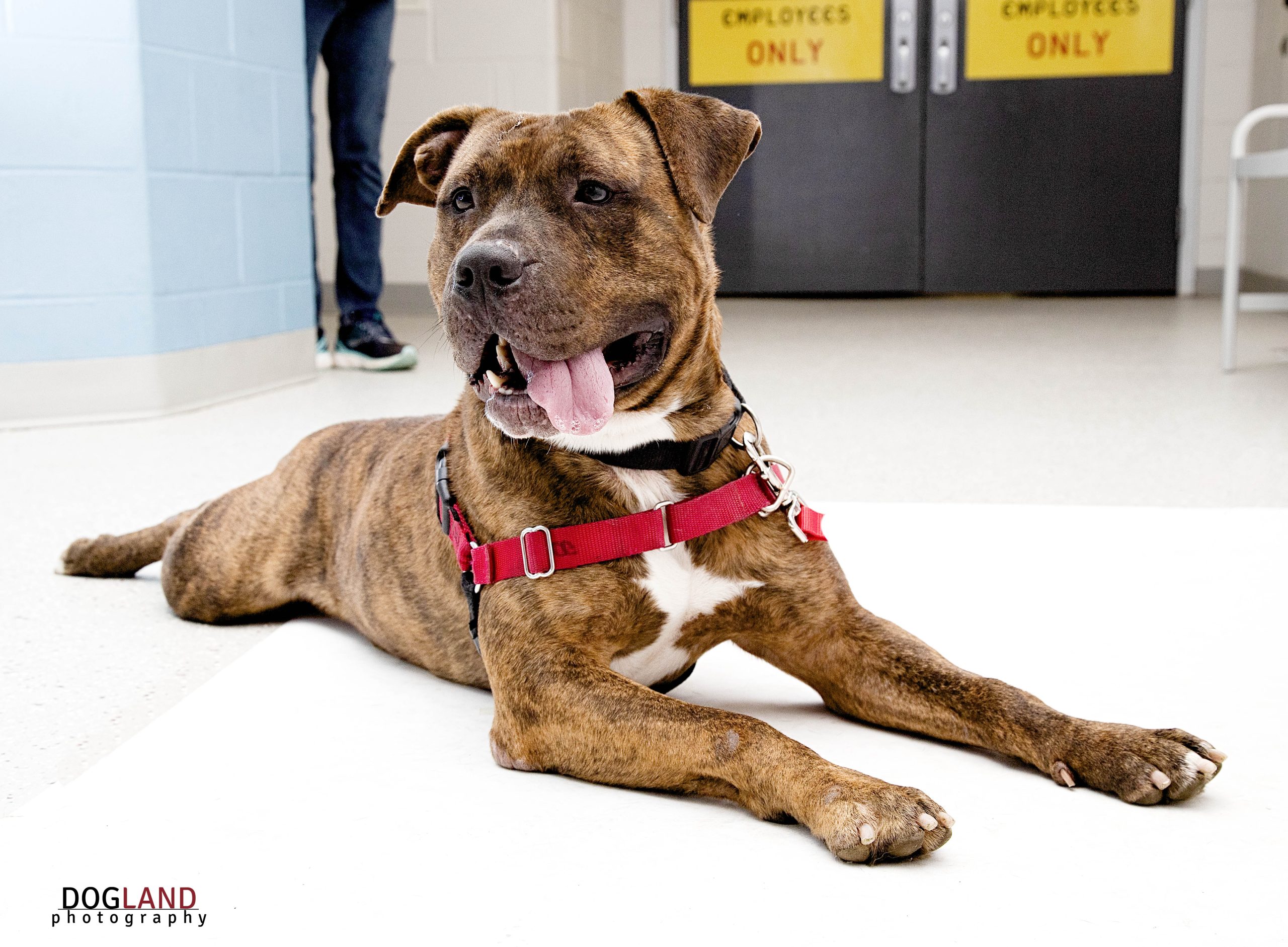 IndyHumane_Montague3.jpg