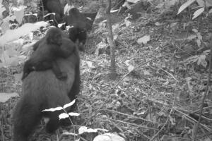 Cross River gorillas May 3