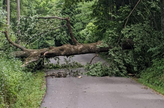 Putnam Big Tree.PNG
