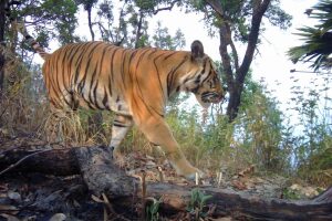 thailandtiger.jpg