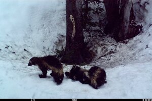 Wolverines in mount rainier