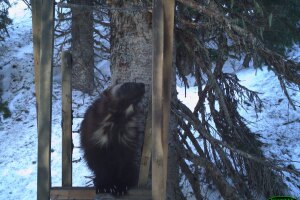 Wolverine4.jpg