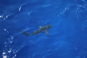 SharkCoastGuard.jpg