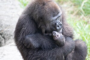 gorillainfant4.jpg