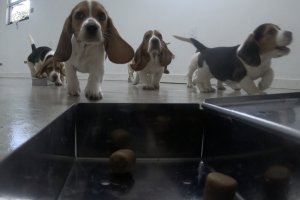 Manatee County nonprofit is training dogs to sniff out COVID-19