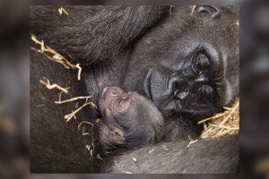 mom-baby-gorilla.jpg