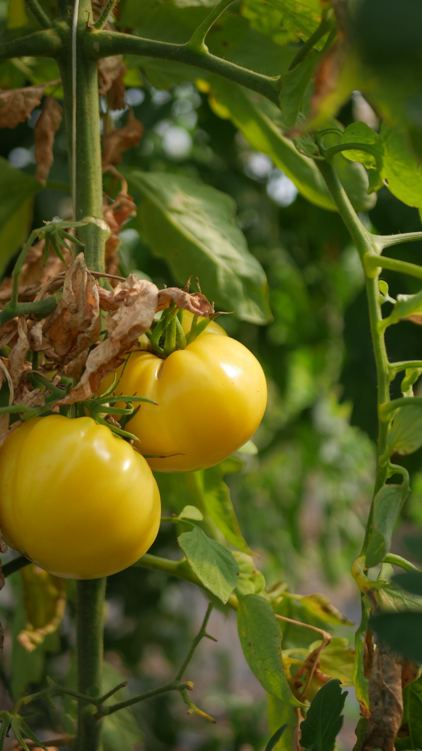 Heirloom Acres changes business plan amid pandemic 