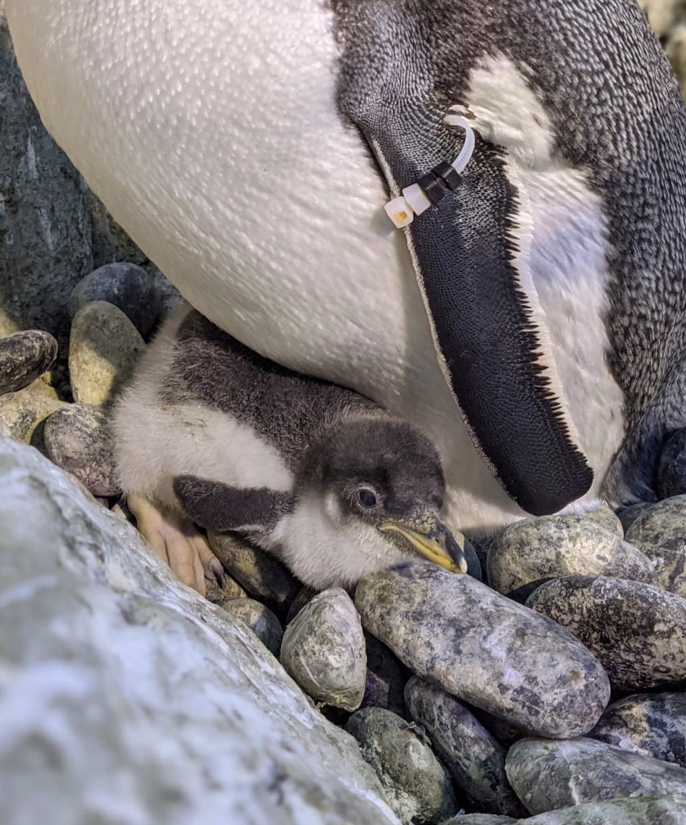 Gentoo Chick 1 CU with mom.jpg