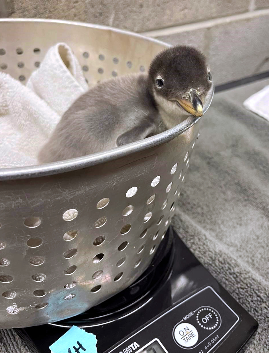Gentoo Chick 2 weigh-in2.jpg