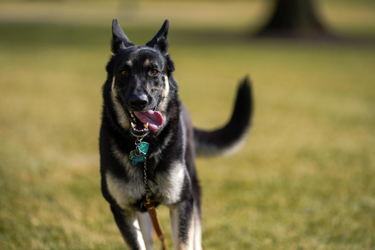 Major Biden Dog White House-2.jpg