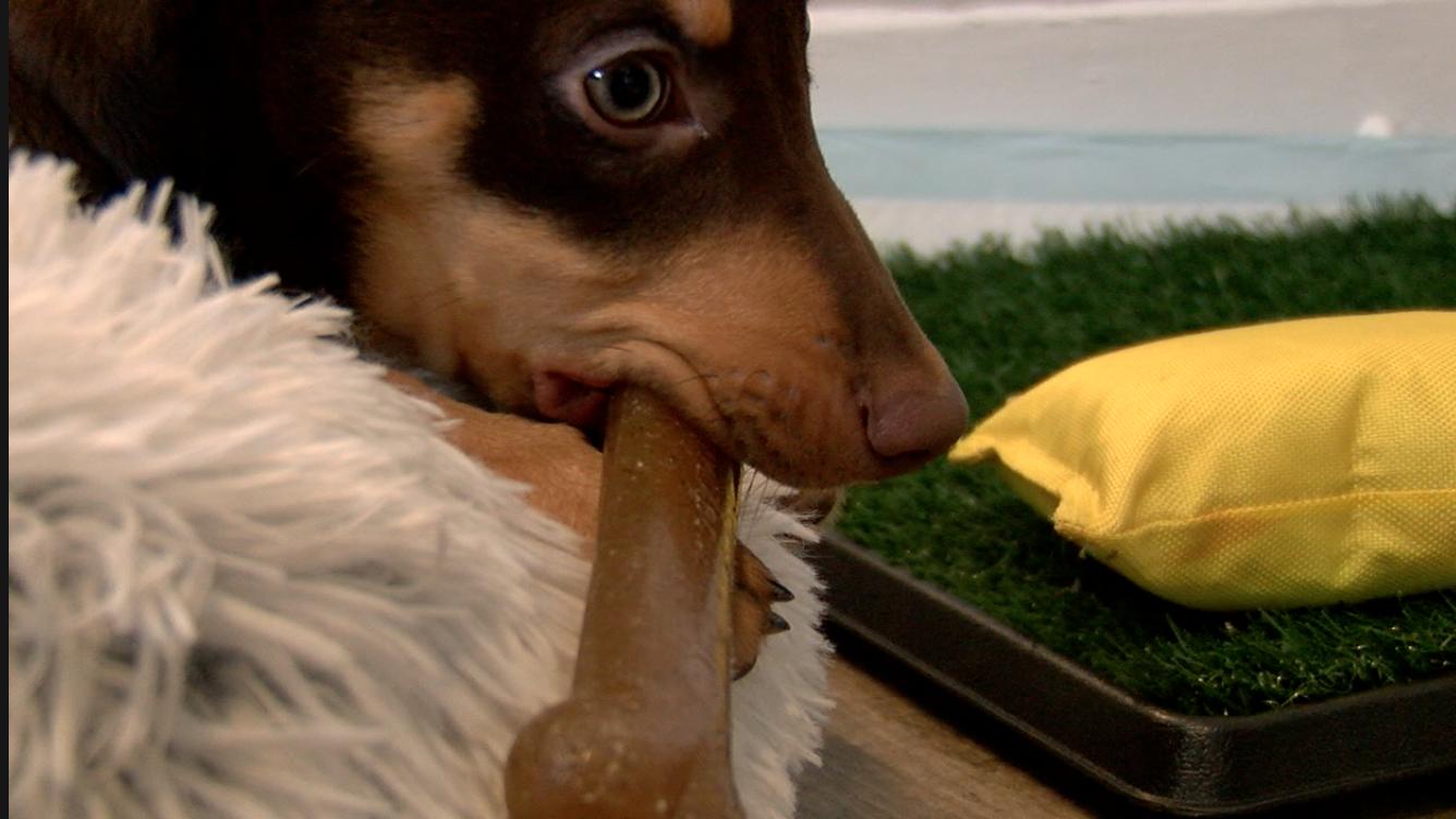 Dr. Lobos recommends you brush your pet's teeth daily