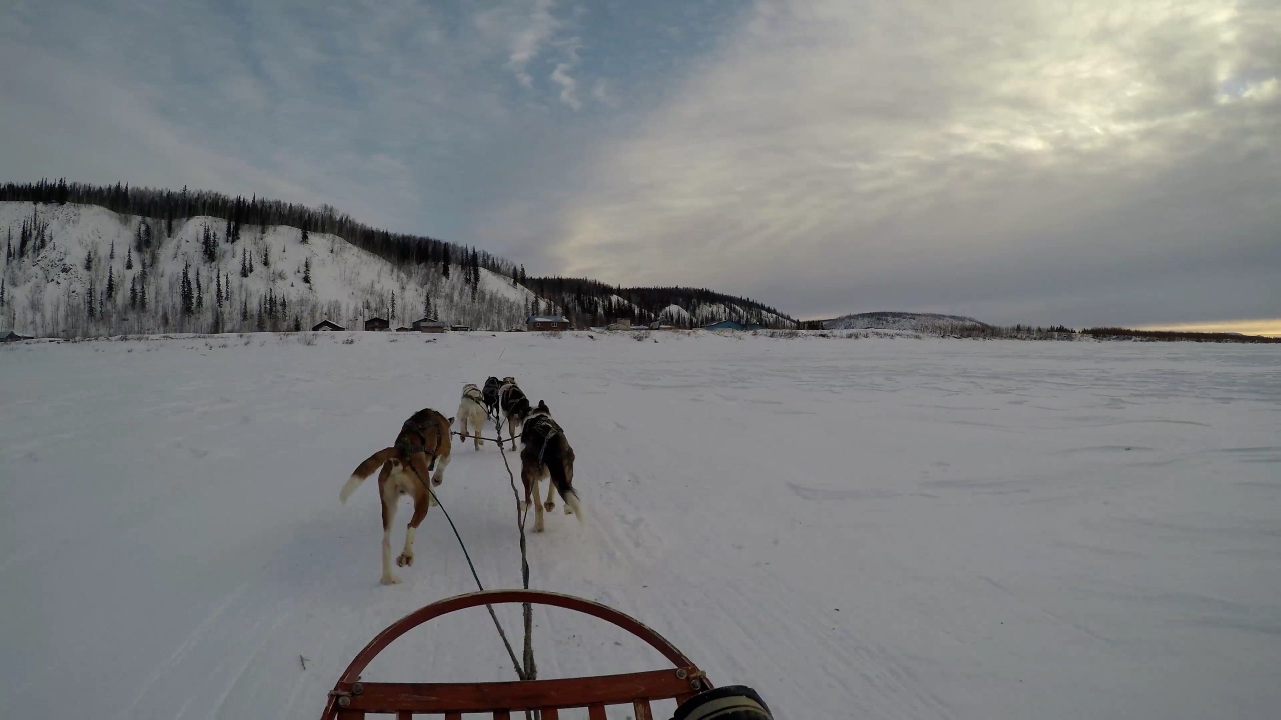 Dogsled.jpg
