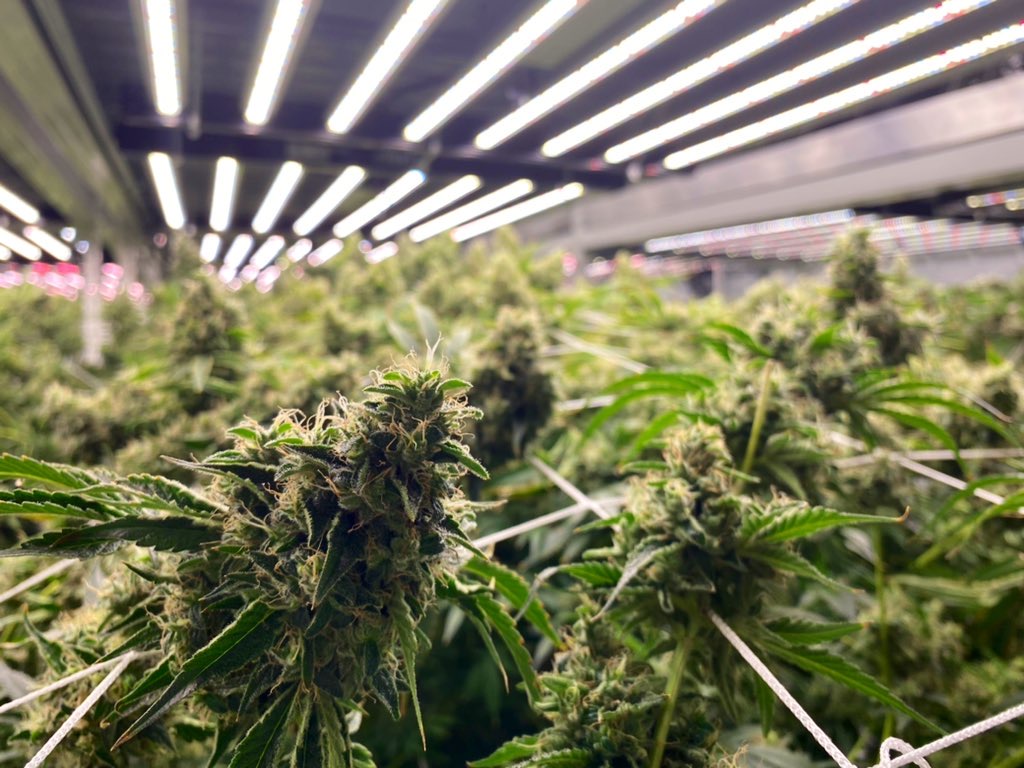 Marijuana plant