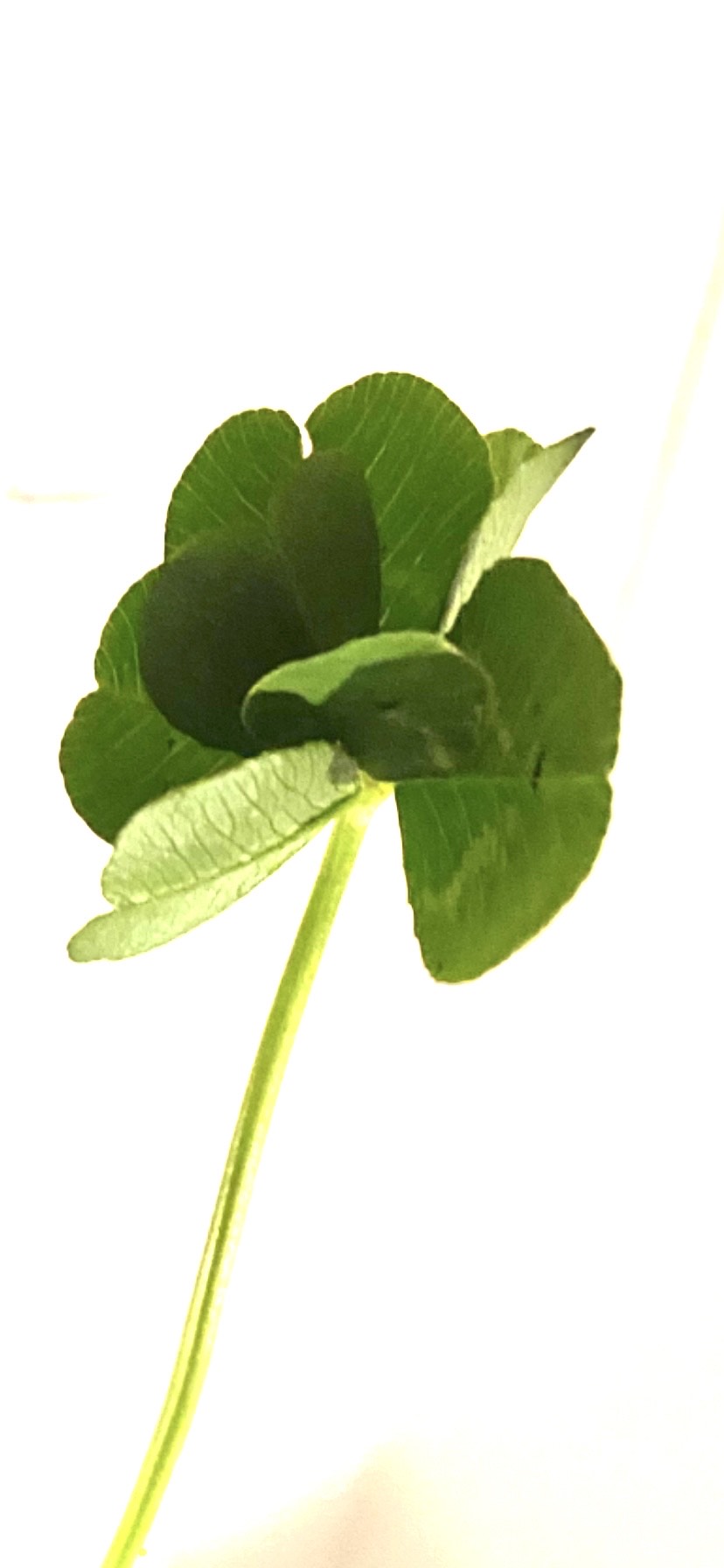 clover 7 leaf.jpg