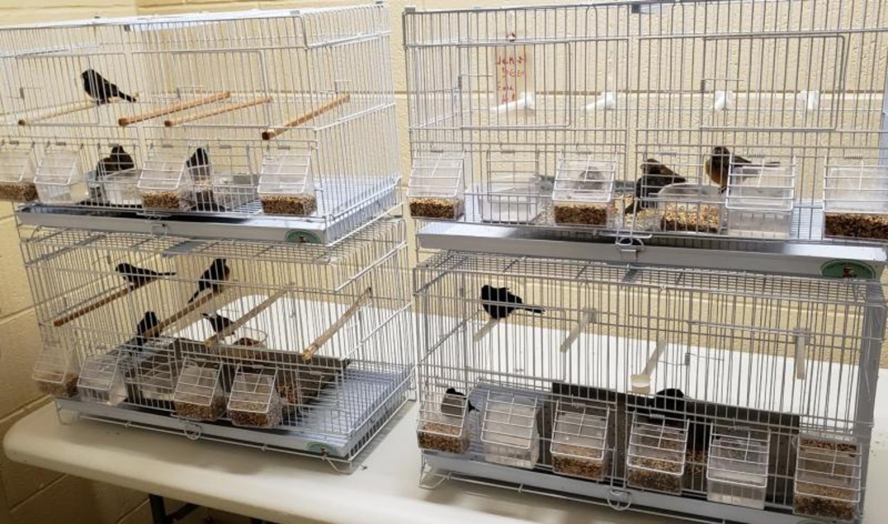 Finches.jpg