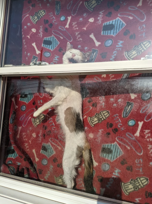 Animals in Boone County 2.png