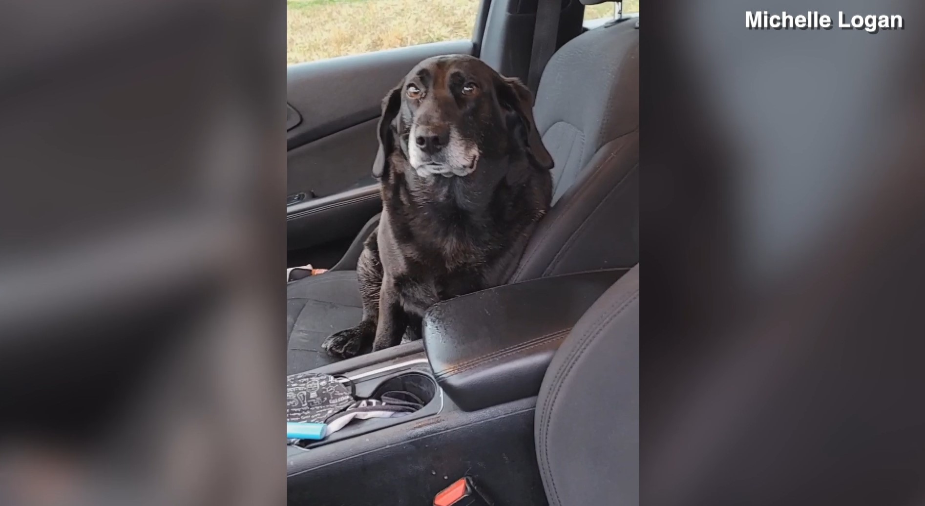 Coal TikTok Dog 03.jpg