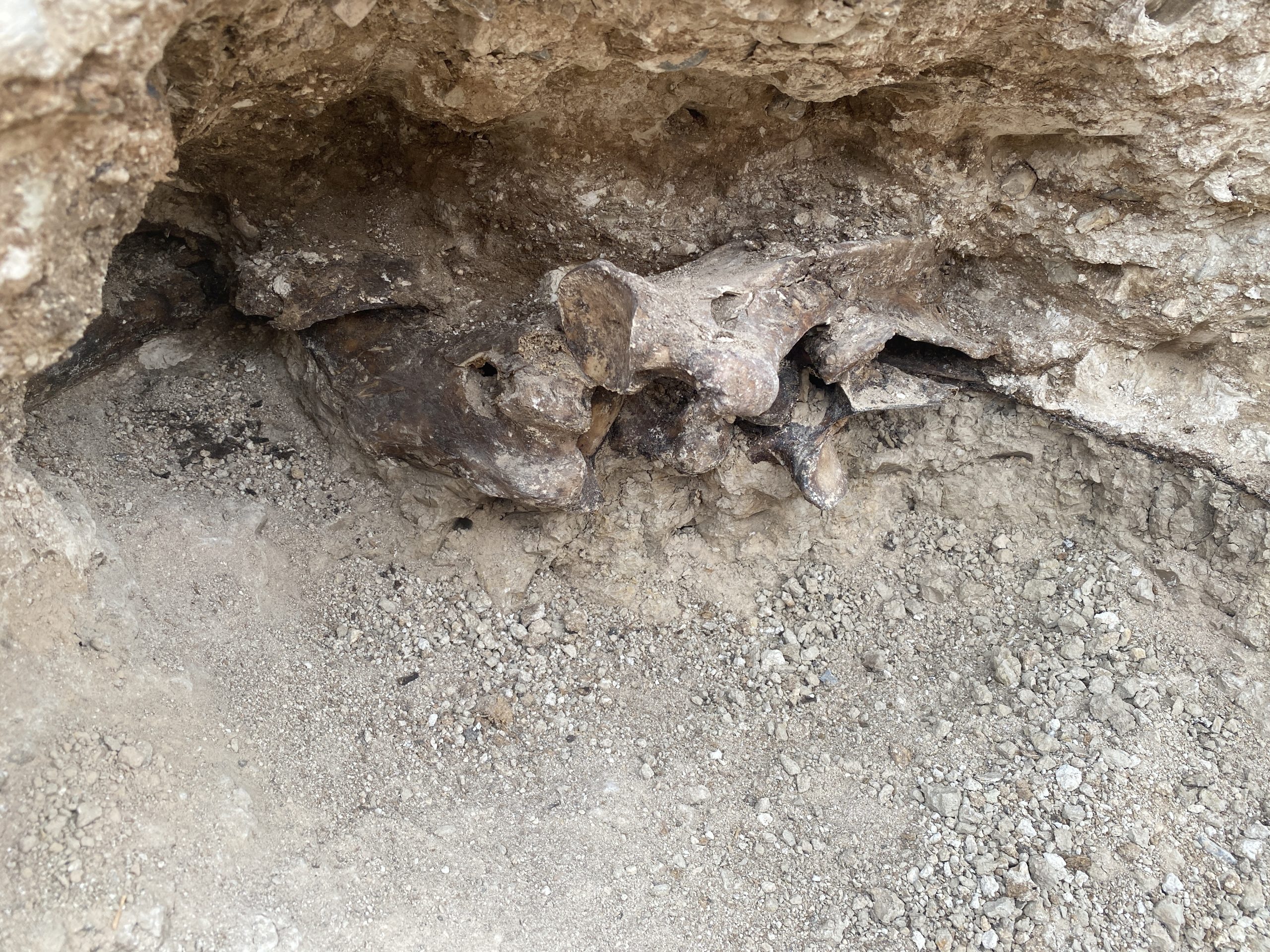 Fossil 1.JPG