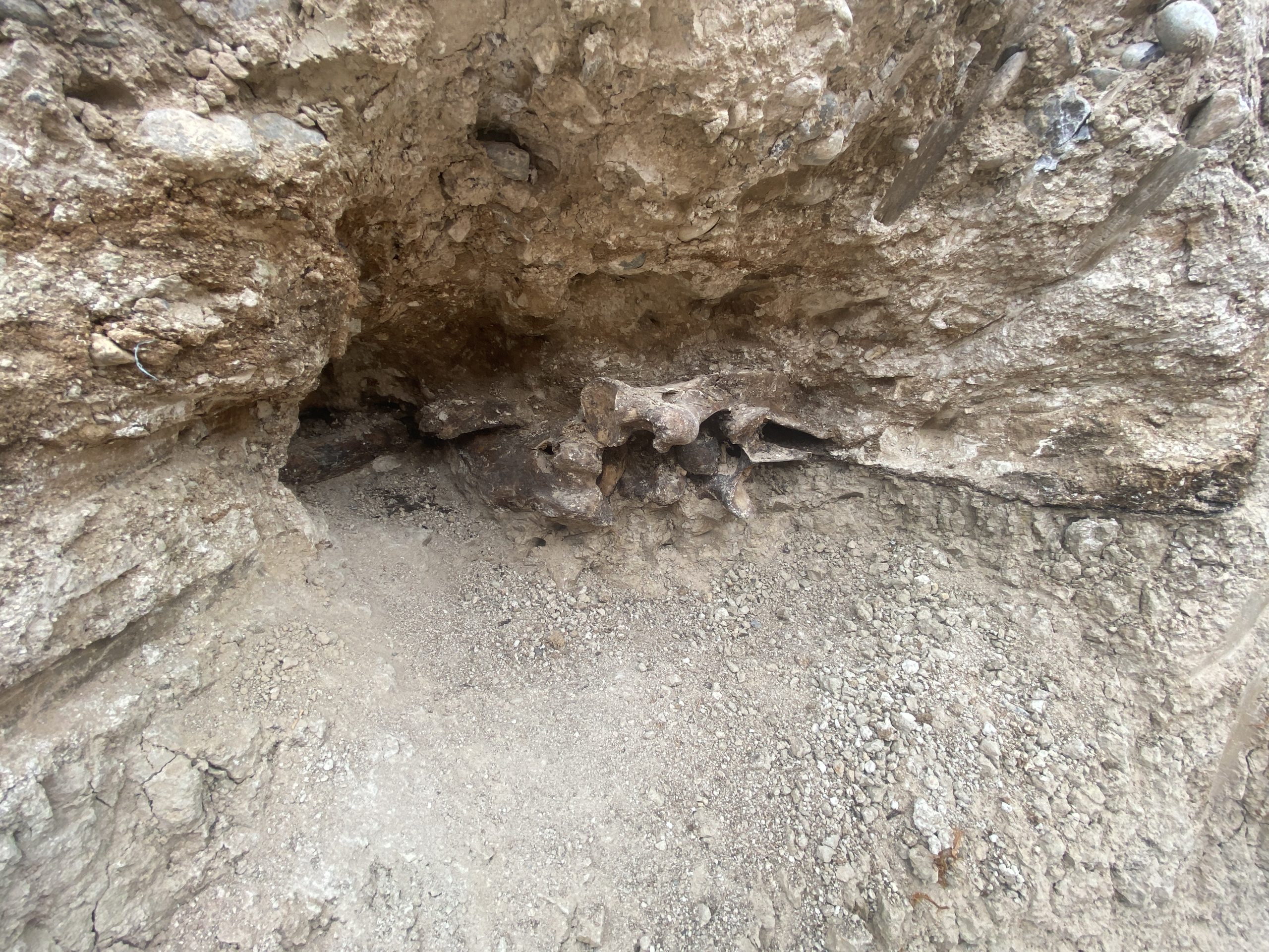 fossile 2.JPG