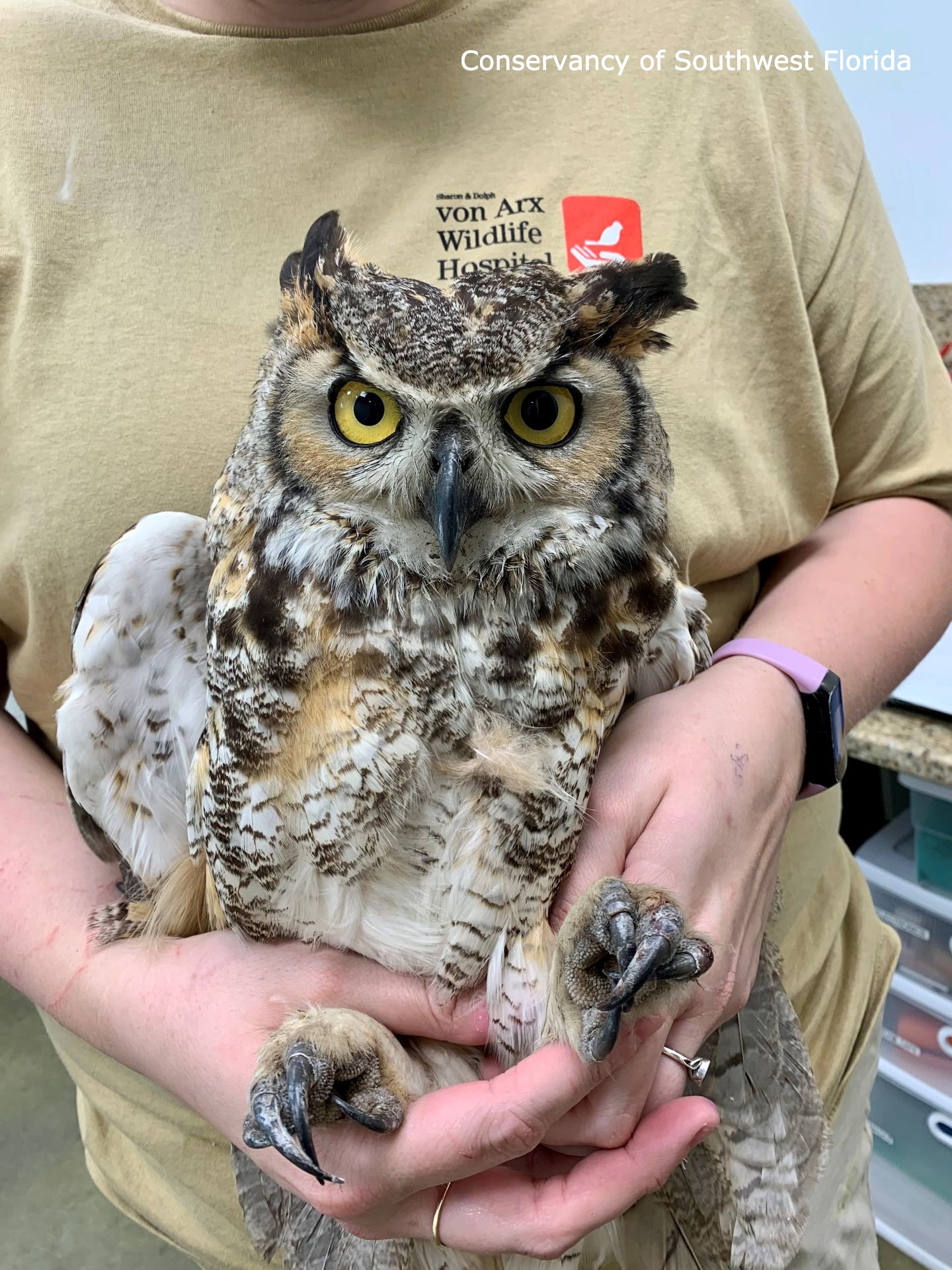 owl1web.jpeg