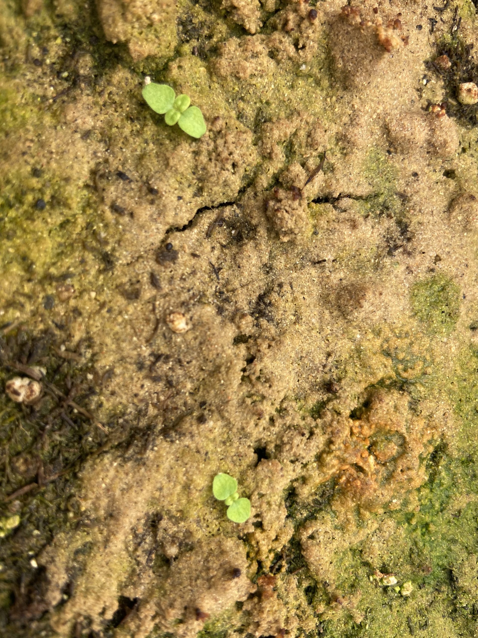 Verbascum, plants growing from 140 year old seeds