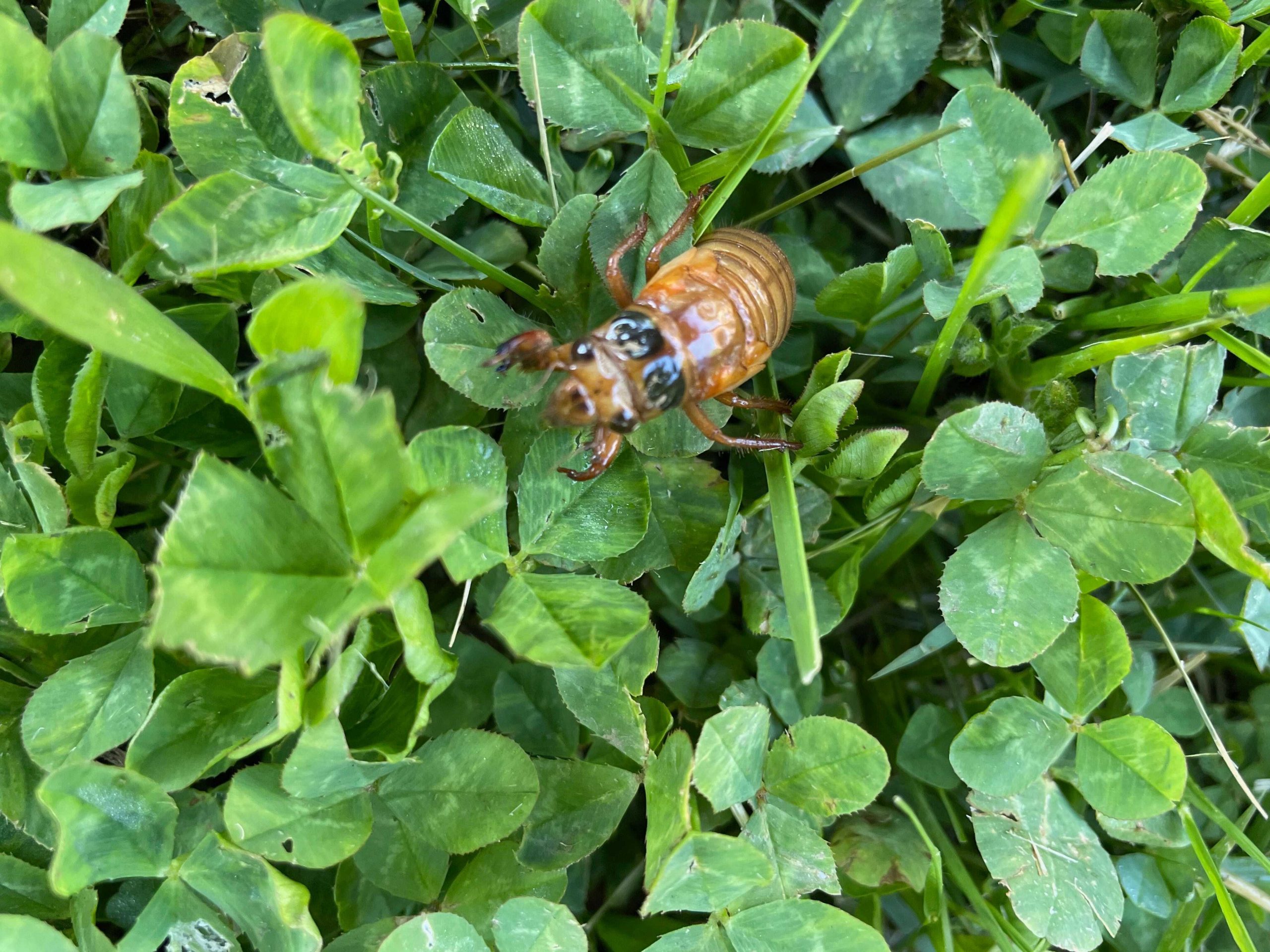 Cicadas emerge in Fort Mitchell.jpg