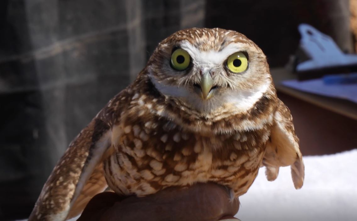 Owls2.JPG