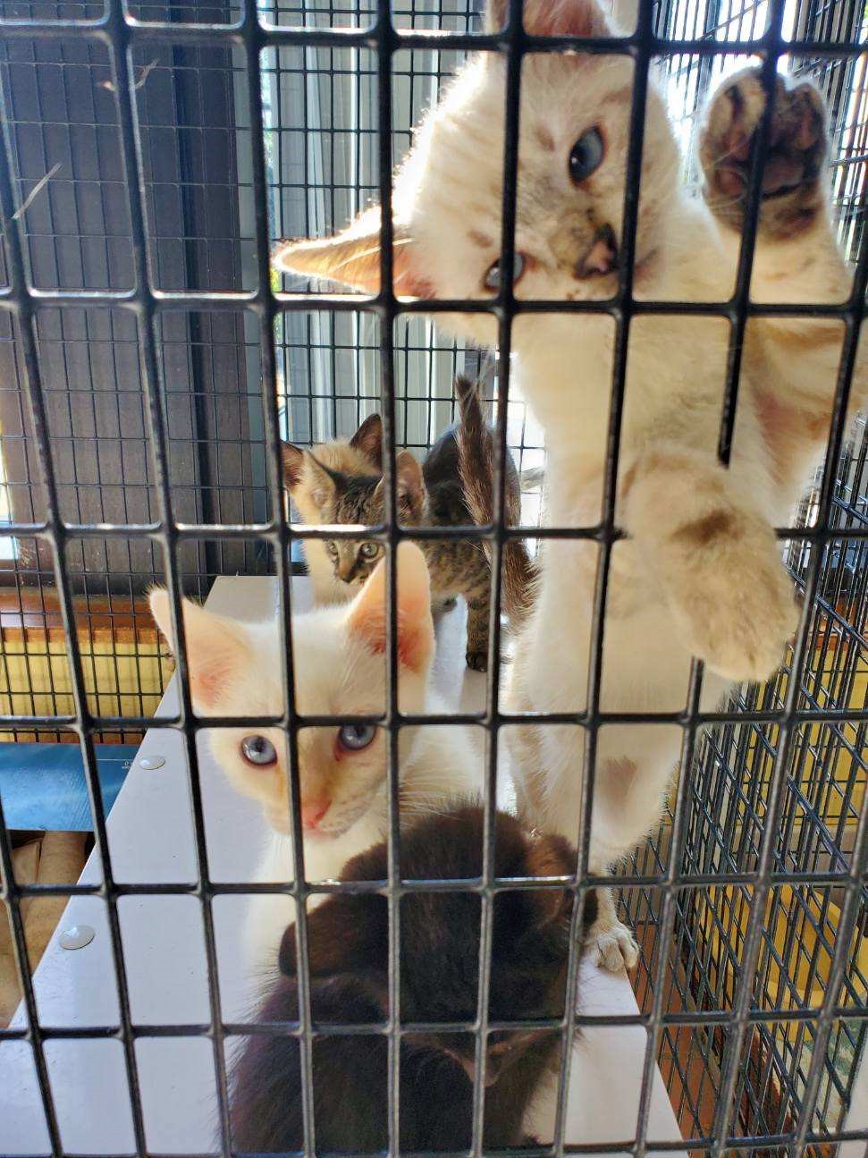 Kittens 2.jpg