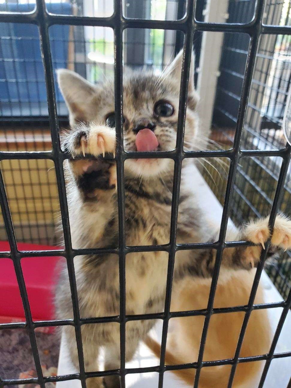 Kittens 3.jpg