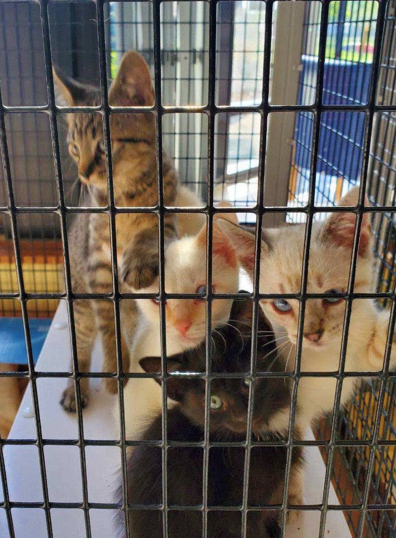 Kittens 5.jpg