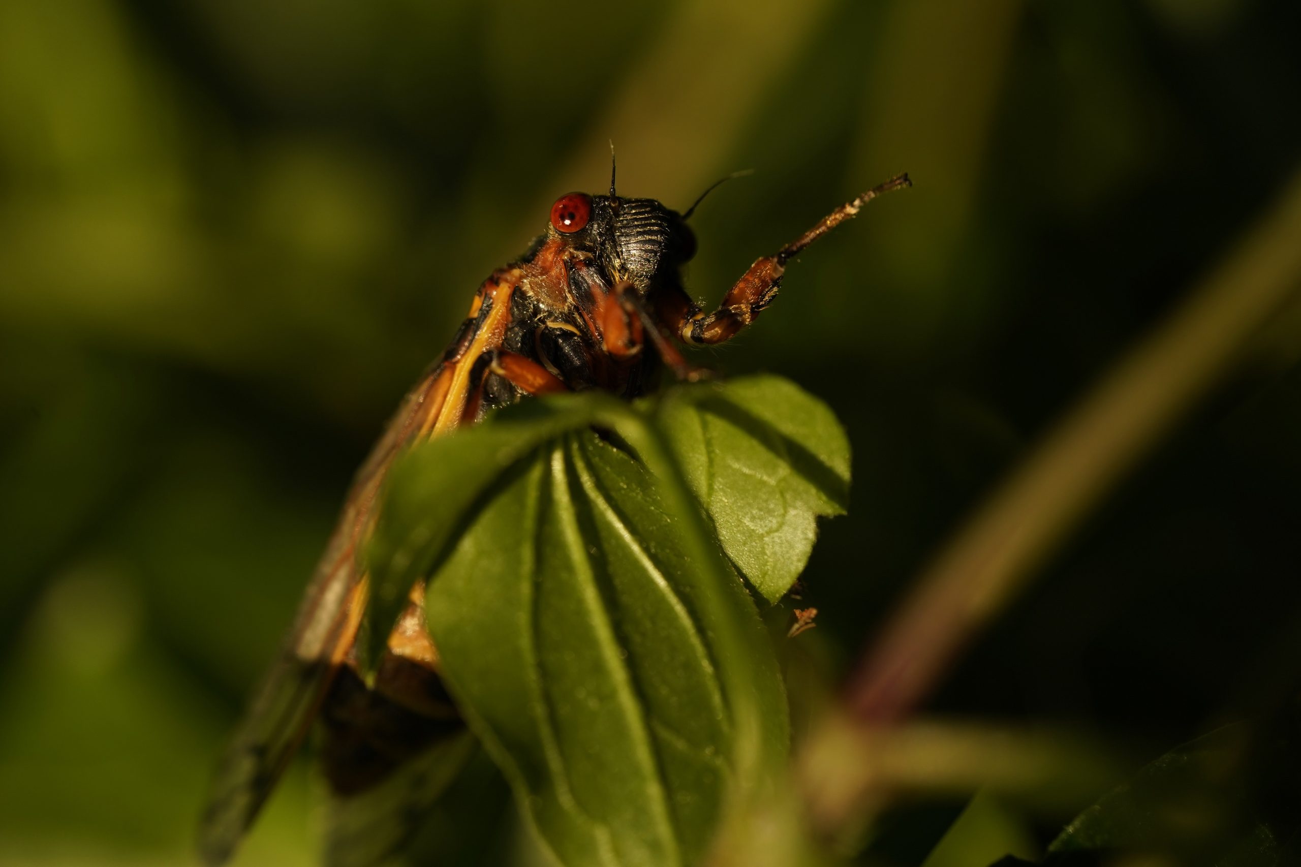Cicada Invasion