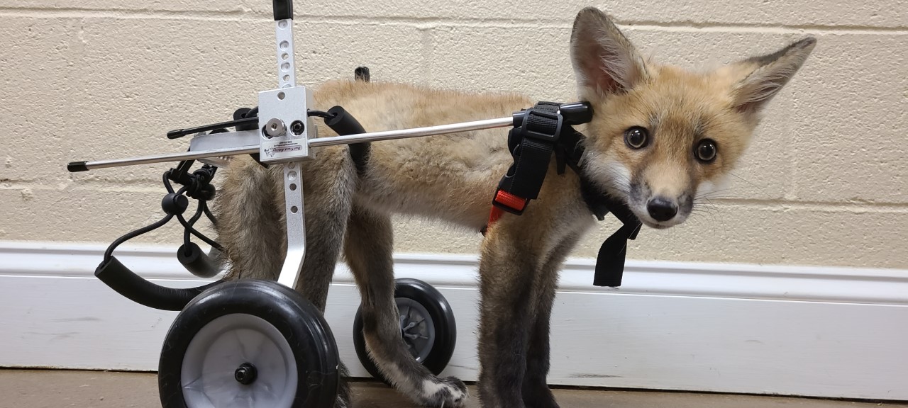 Asia fox.jpg