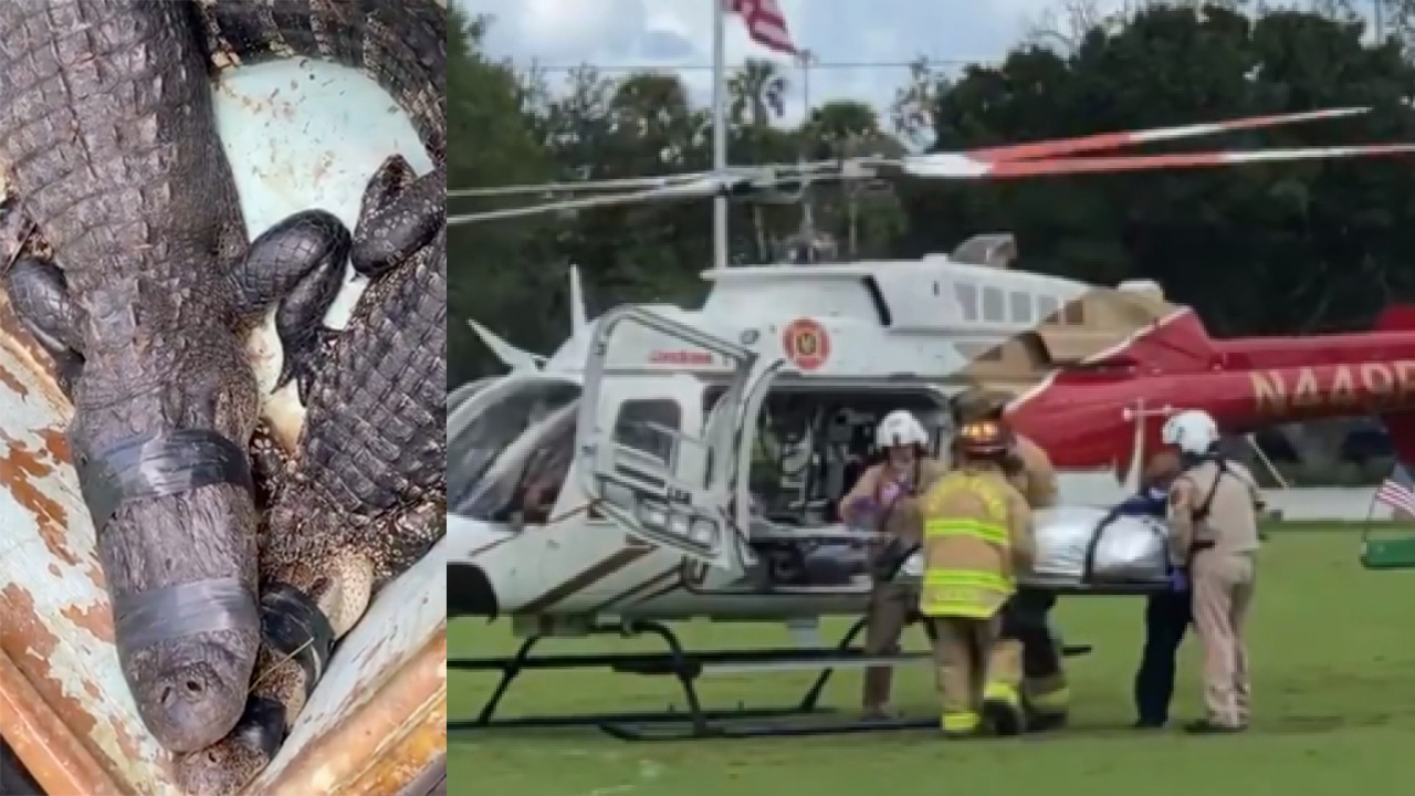 split screen of alligator believed to have bitten man at Halpatiokee Regional Park in Stuart captured and victim being loaded onto helicopter
