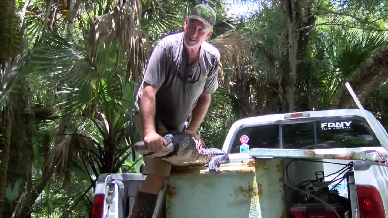 trapper handles alligator that bit man at Halpatiokee Regional Park