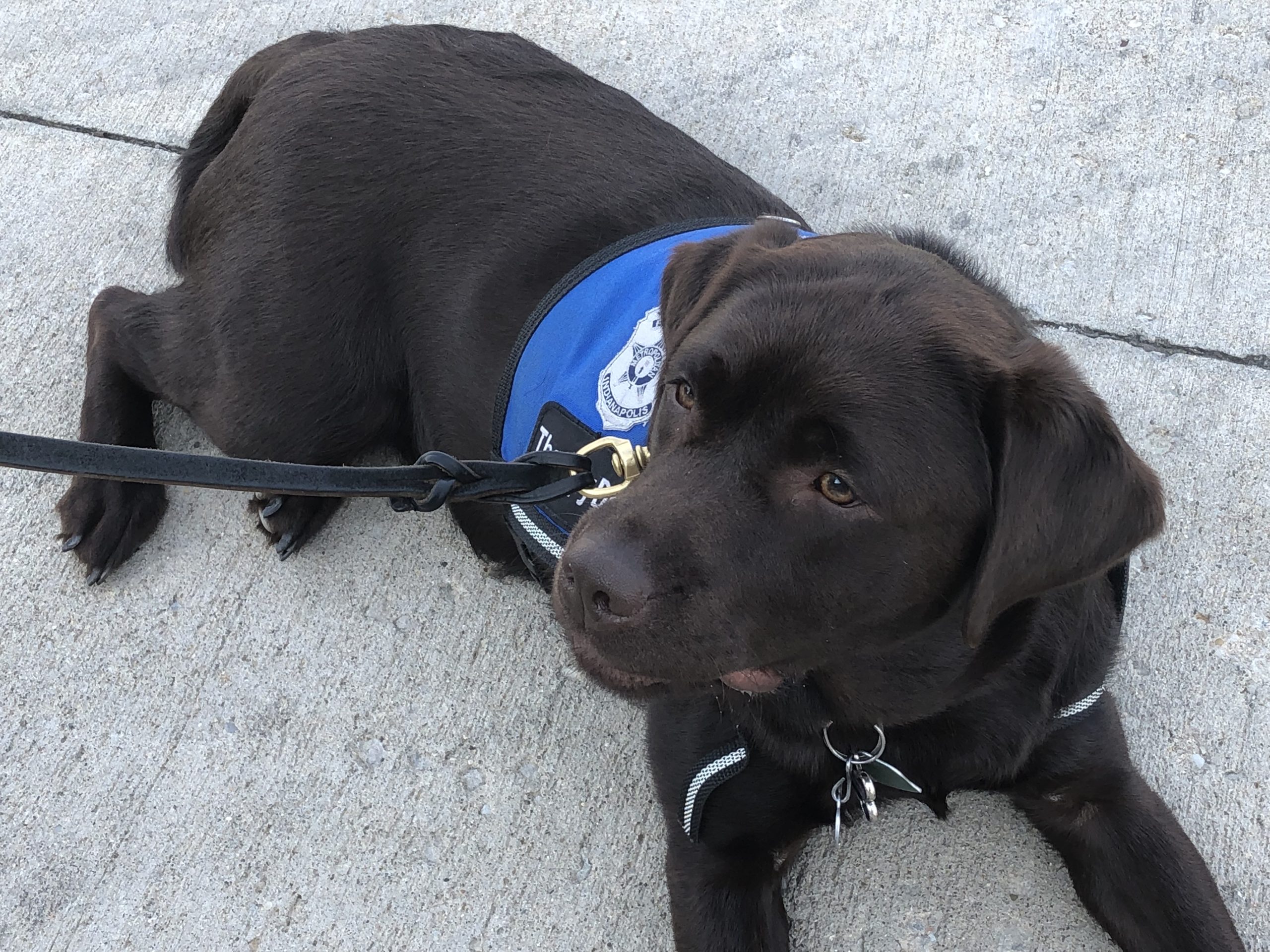 impd k9 allie 2.jpg
