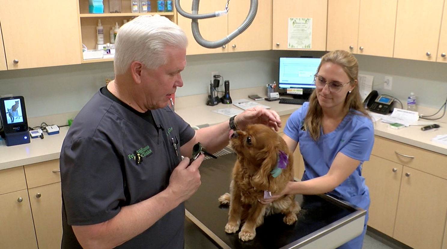 veterinarian.png