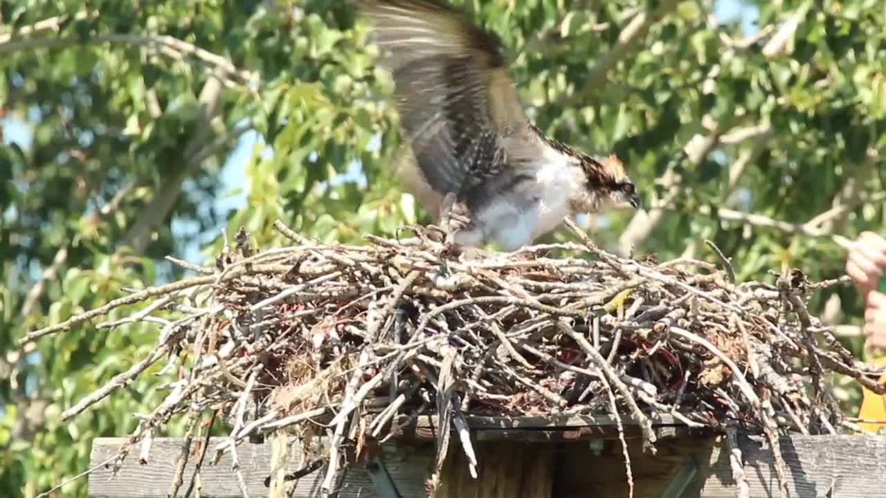 osprey