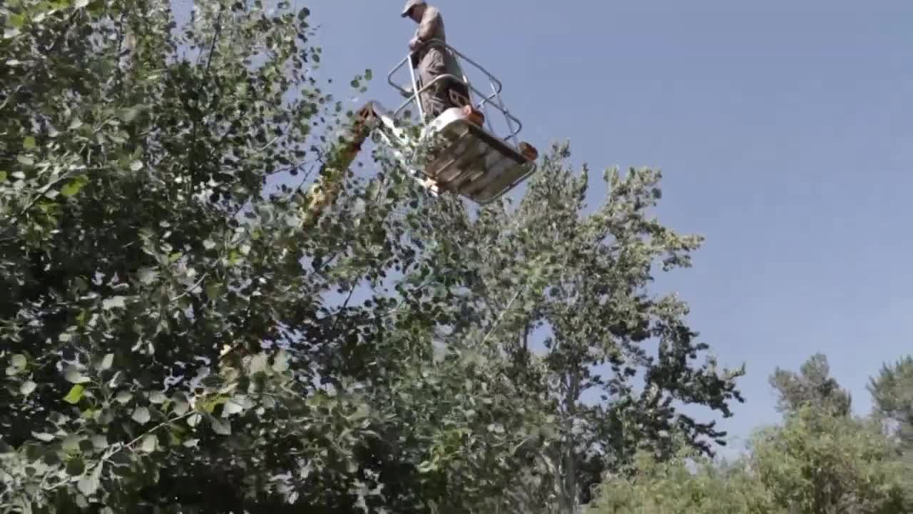 osprey