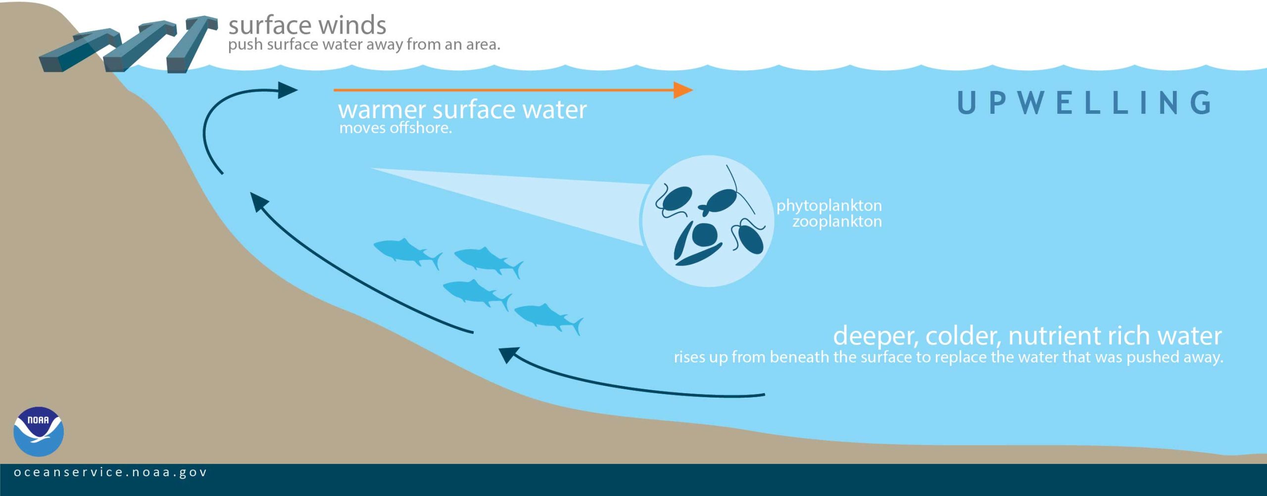 Upwelling explained 