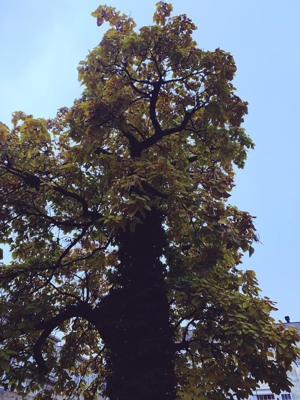 fallleaves.jpg