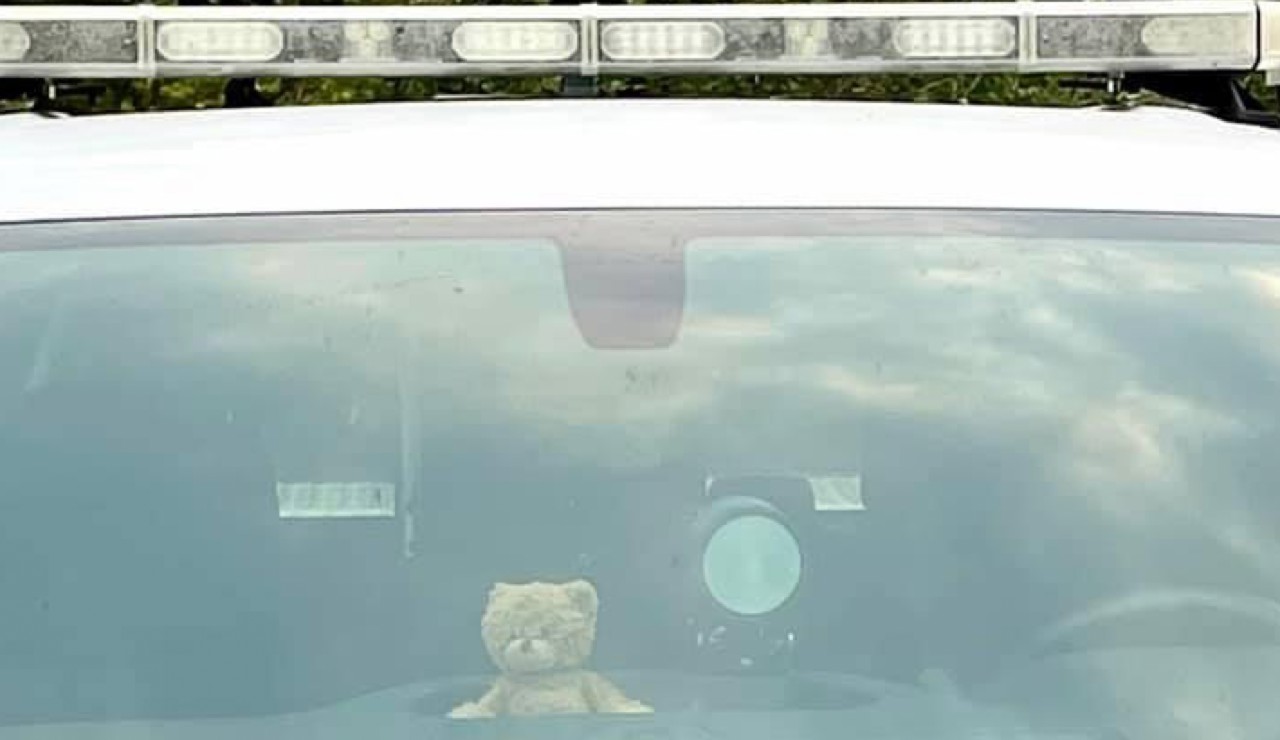gnp teddy