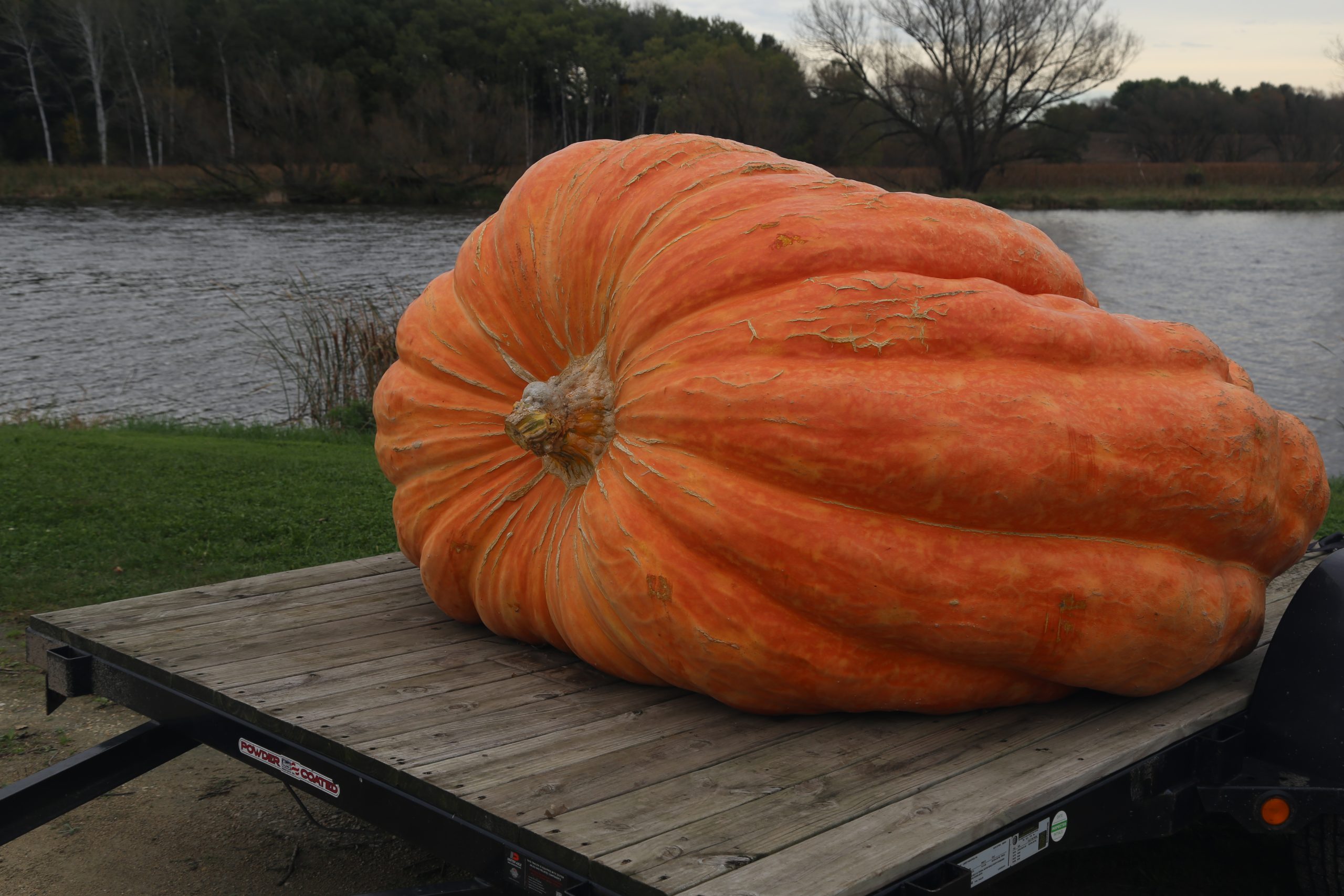 Giant Pumpkin