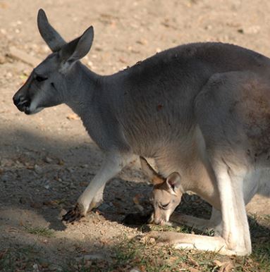 KANGAROO 2.JPG