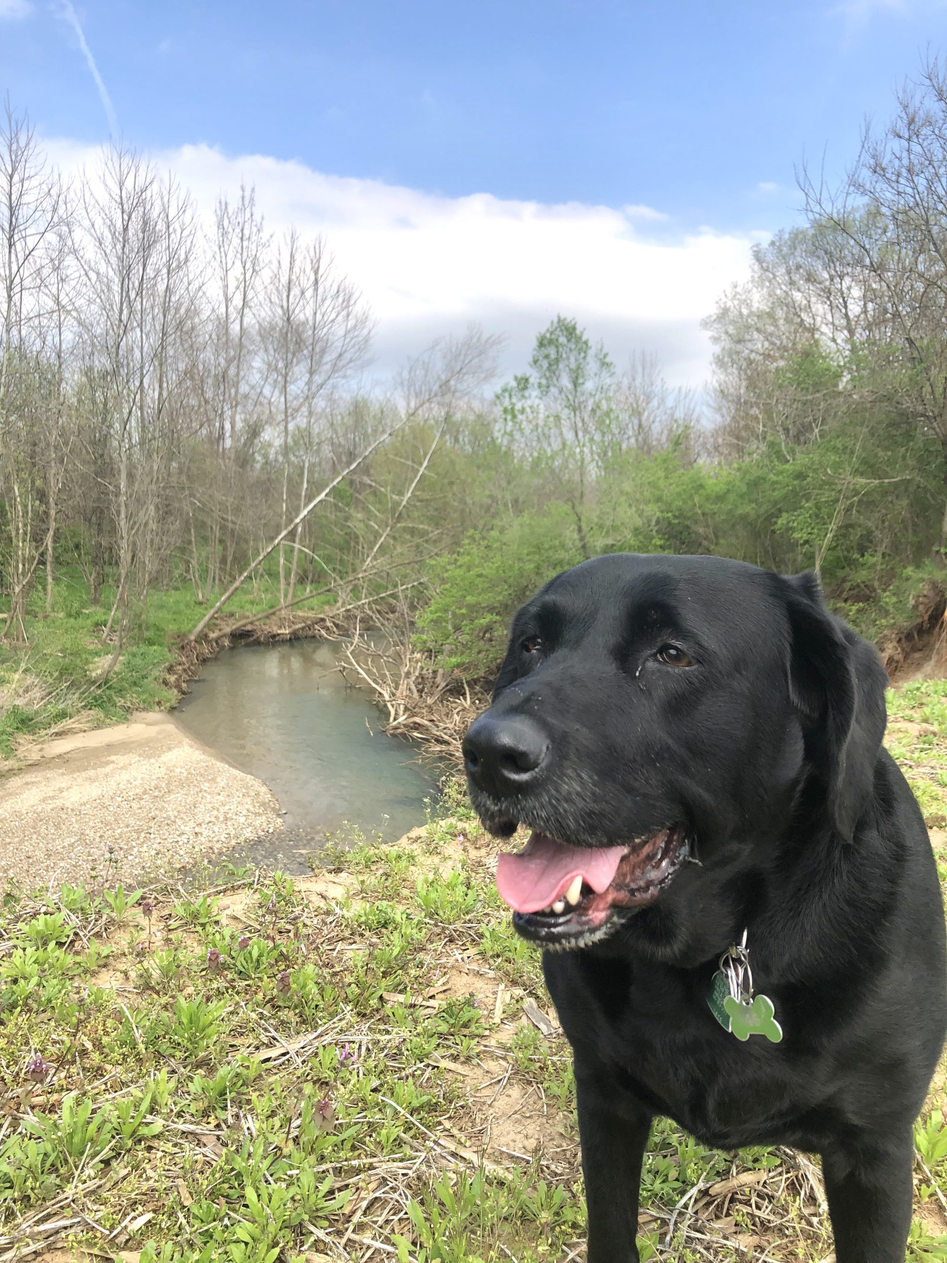 Roxy the dog. CREDIT: Williams Family