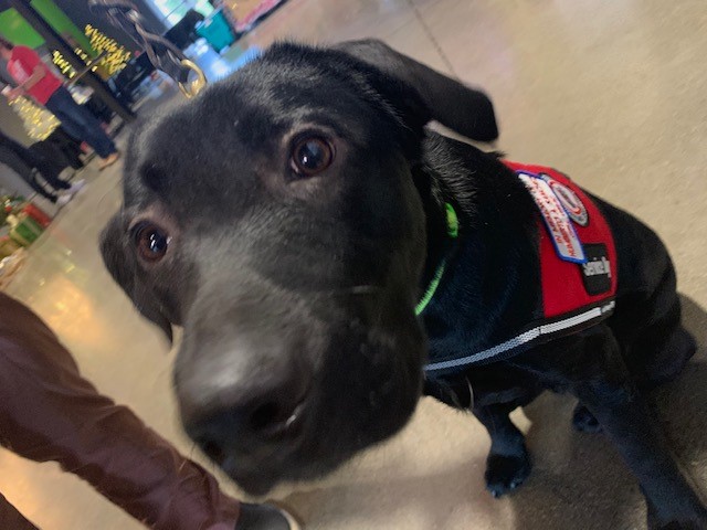 service dog.jpg