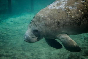 Manatee generic WFTS.png