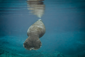 Manatee generic WFTS3.png