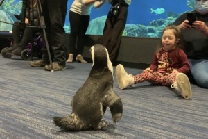 Penguins