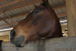 Saddle Up Riding Club WFTS2.png