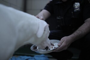 police pie.jpg